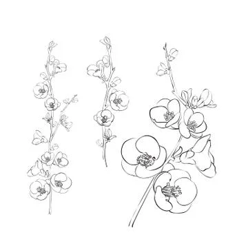 Hand drawn design elements sakura flowers collection. Stock Illustration