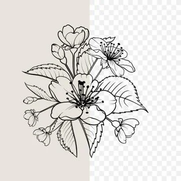 Hand drawn design elements sakura flowers collection. Stock Illustration