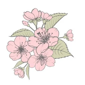 Hand drawn design elements sakura flowers collection. Stock Illustration