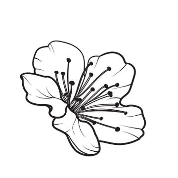 Hand drawn design elements sakura flowers collection. Stock Illustration