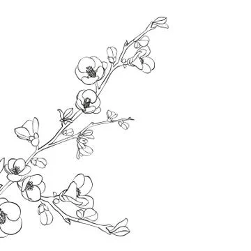 Hand drawn design elements sakura flowers collection. Stock Illustration