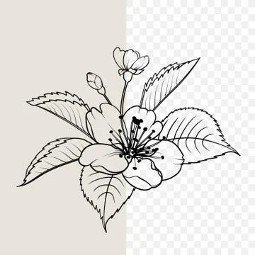 Hand drawn design elements sakura flowers collection. Stock Illustration