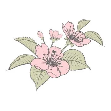 Hand drawn design elements sakura flowers collection. Stock Illustration