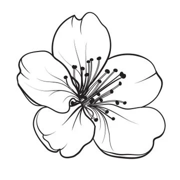 Hand drawn design elements sakura flowers collection. Stock Illustration