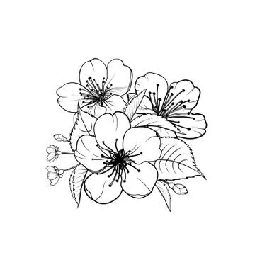 Hand drawn design elements sakura flowers collection. Stock Illustration