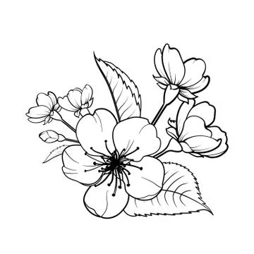 Hand drawn design elements sakura flowers collection. Stock Illustration