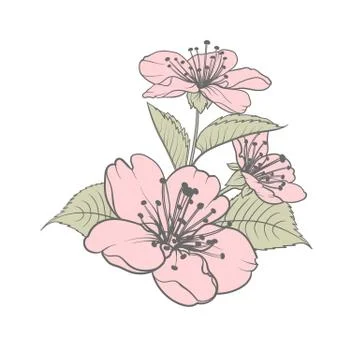 Hand drawn design elements sakura flowers collection. Stock Illustration