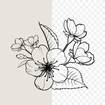 Hand drawn design elements sakura flowers collection. Stock-Illustration