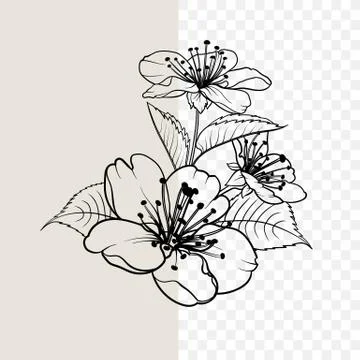 Hand drawn design elements sakura flowers collection. Illustrazione stock