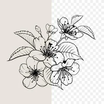 Hand drawn design elements sakura flowers collection. Stock Illustration