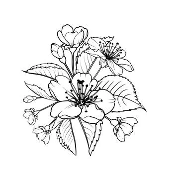 Hand drawn design elements sakura flowers collection. Stock Illustration