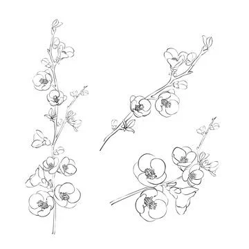 Hand drawn design elements sakura flowers collection. Stock Illustration