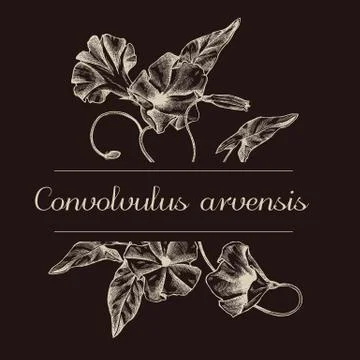Hand drawn design with field bindweed isolated on chalkboard Stock Illustration