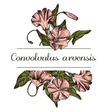 Hand drawn design with field bindweed Highly detailed sketch Stock Illustration