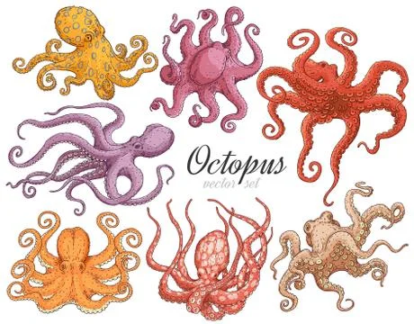 Hand drawn designed various colors octopuses elements for label and poster. Stock Illustration