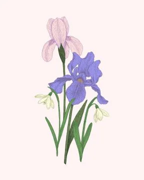 Hand-drawn detailed iris and snowdrops vector illustration elements	 Stock Illustration