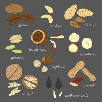 Hand drawn detailed nuts. Stock Illustration