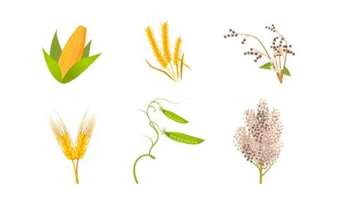 Hand drawn different types of cultivated cereals for harvesting Stock Illustration
