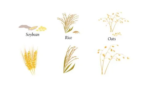 Hand drawn different types of cultivated cereals with titles Stock Illustration