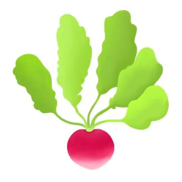 Hand drawn digital radish. Stock Illustration