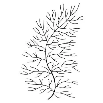 Hand drawn dill leaf isolated on white Stock Illustration