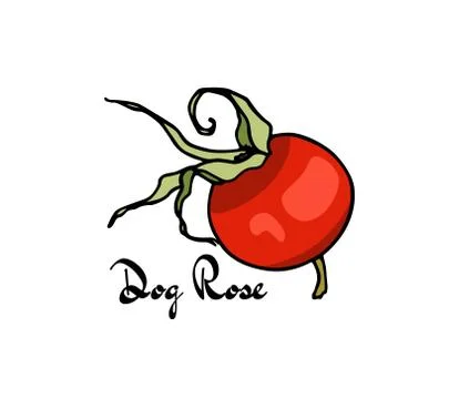 Hand drawn dog rose Stock Illustration