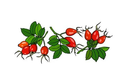 Hand drawn dog rose Stock Illustration