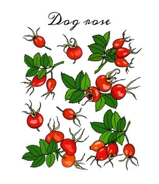Hand drawn dog rose Stock Illustration