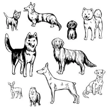 Hand drawn dogs.  Vector sketch  illustration. Stock Illustration