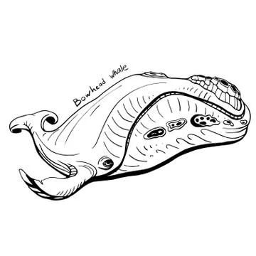 Hand-Drawn Doodle of bow head whale. Vector Illustration - stock vector. Stock Illustration