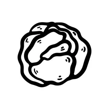 Hand-drawn doodle cabbage illustration isolated on a white background. Simp.. Stock Illustration