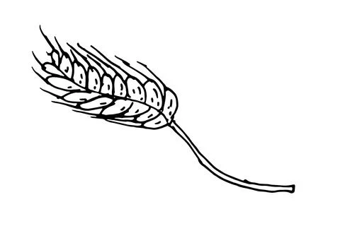 Hand drawn doodle ear of wheat isolated on white background. Stock Illustration