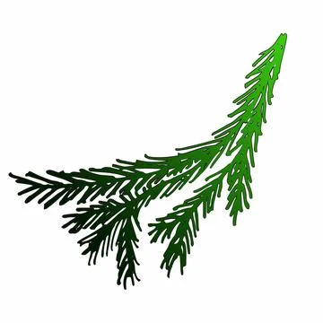 Hand drawn doodle fir tree branches, colored and isolated on white background Stock Illustration