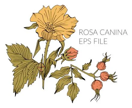 Hand drawn doodle floral elements Stock Illustration