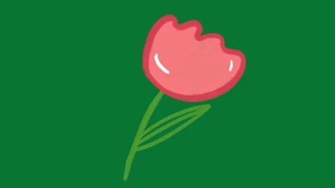 Hand Drawn Doodle Rose Animation Green Screen Video stock 323469290
