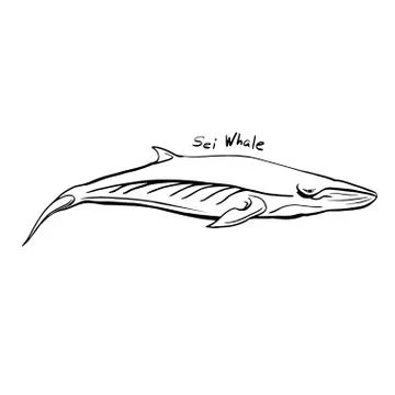 Hand-Drawn Doodle of sei whale. Vector Illustration - stock vector. Stock Illustration