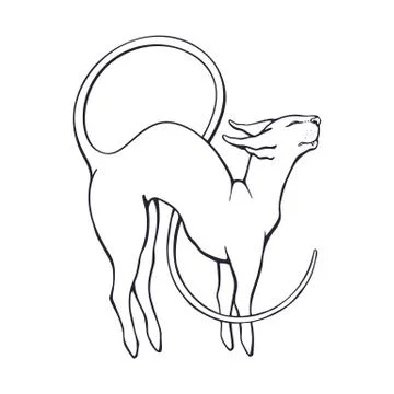 Hand drawn doodle of stretching sphinx cat with a long curled tail. Stock Illustration