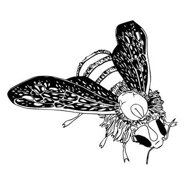 Hand drawn doodle style bee. Stock Illustration