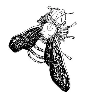 Hand drawn doodle style bee. Vector illustration on white background. Stock Illustration