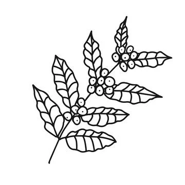 Hand drawn doodle vector illustration of ripe red coffee bean plant with gree Stock Illustration