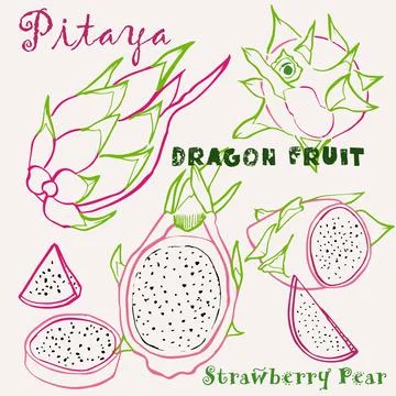 Hand drawn dragon fruit or pitaya multicolor line art vector illustration. Co Stock Illustration