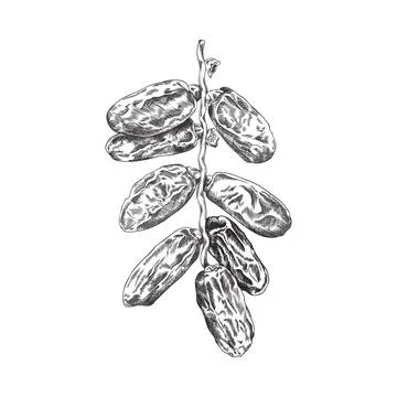 Hand drawn dried dates on branch, sketch vector illustration isolated on white Stock Illustration