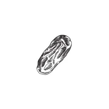 Hand drawn dried fruit of date, monochrome sketch vector illustration isolated Stock Illustration