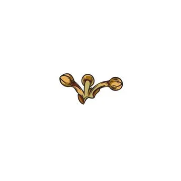 Hand drawn dry bay leaf pepper, corns, color isolated vector realistic sketch Stock Illustration