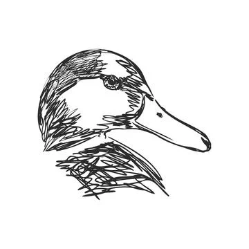 Hand drawn duck animal vector illustration. Sketch isolated on white backgrou Stock Illustration