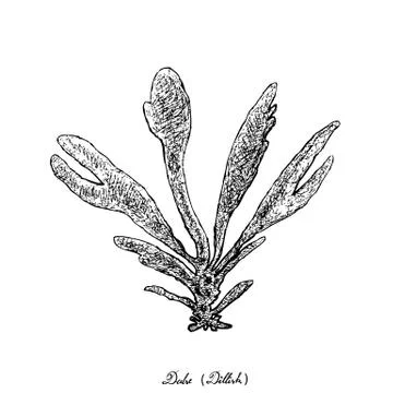 Hand Drawn of Dulse or Dillisk Seaweed on White Background Stock Illustration
