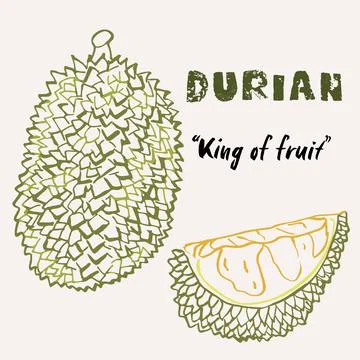 Hand drawn durian fruit multicolor line art vector illustration. Colorful lin Illustrazione stock