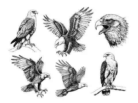 Hand drawn eagle illustration set, vintage ink sketch style Stock Illustration