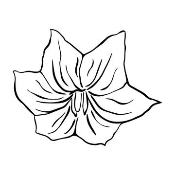 Hand drawn eggplant flower. Vector illustration in sketch style. Stock Illustration