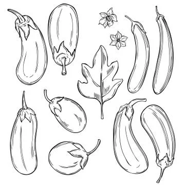 Hand drawn eggplant. Vector sketch  illustration. Stock Illustration